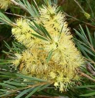 Rince-bouteille  JAUNE  15-20cm  RARE